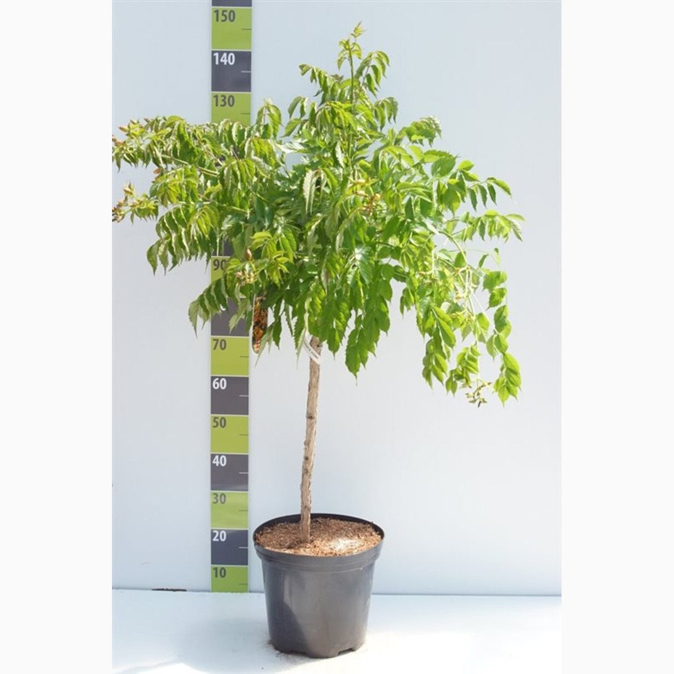 Trumpetranka – Campsis tagliabuana 'Indian Summer' - C12